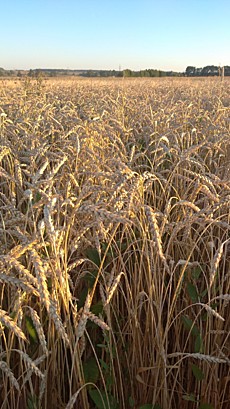 пшеница 2022