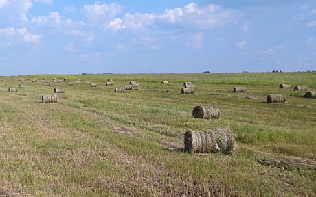 Сено в рулонах